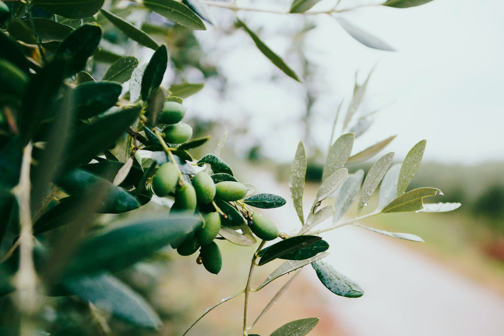 Benefits of Olive Oil in beauty products